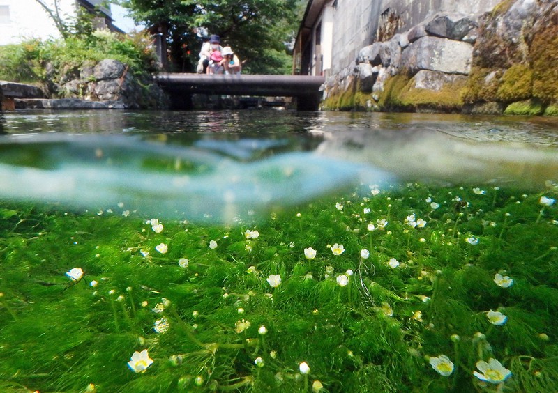 梅花藻 滋賀県 川 (213 無料画像)